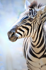 Naklejka premium zebra,