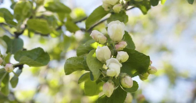 Slow motion handheld shot of apple tree with pink flowers in a garden