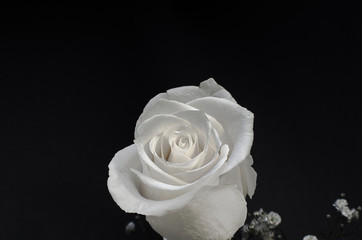 Rosa blanca sobre fondo negro