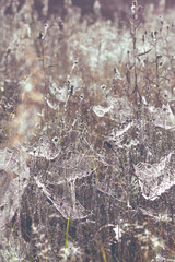 spider web at sunrise