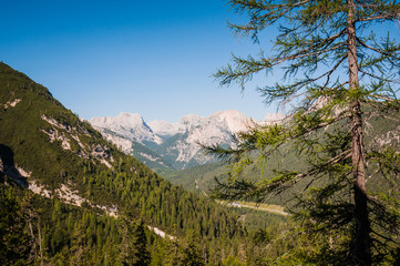 Obraz premium Green spruce and larch forest with dolomitic peaks and valley background, Dolomites, Cortina d'Ampezzo, Italy