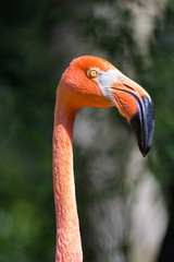 A view of a greater flamingo (Phoenicopterus roseus)