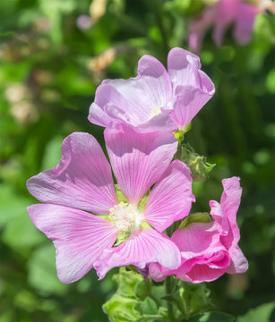 The beautiful lilac flower of Sidalcea. 