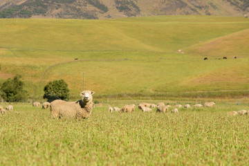 Obraz premium Sheep farm animal over green grass field