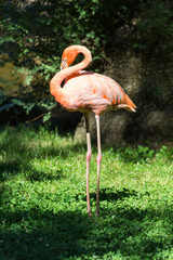 A view of a greater flamingo (Phoenicopterus roseus)