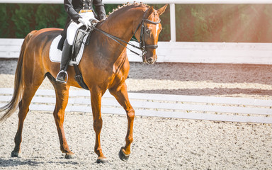 Elegant rider woman and sorrel horse. Beautiful girl at advanced dressage test on equestrian competition. Professional female horse rider, equine theme. Saddle, bridle, boots and other details.