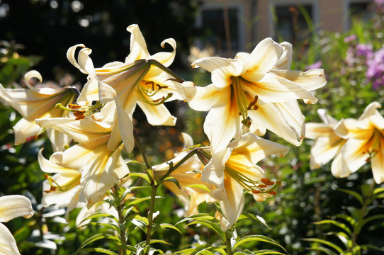 Lilium OT hybrid conca d'or white and yellow flowers in sunlight