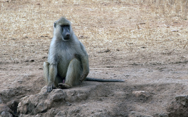 Obraz premium scimmia