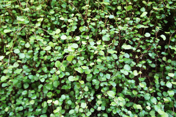 Muehlenbeckia complexa or maidenhair vine or creeping wire vine ornamental green plant  - obrazy, fototapety, plakaty