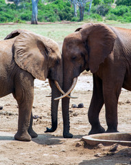 Fototapeta premium elefante abbraccio