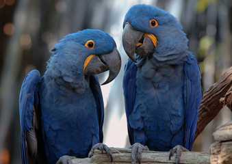 Blue Parrots