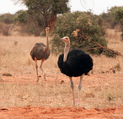 struzzo nand&ugrave;