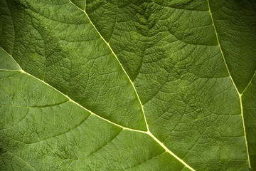 Fototapeta na wymiar Gunnera leaf texture
