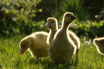 Gänseküken im Gegenlicht