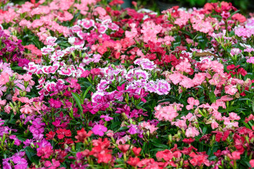 Colorful dianthus barbatus flower, flowerbed of dianthus chinensis flower, outdoor nature...