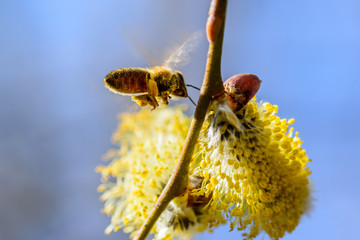 Biene an Salweidenblüt