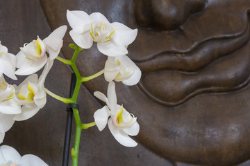 Weisse Orchideen vor braunem Holzhintergrund