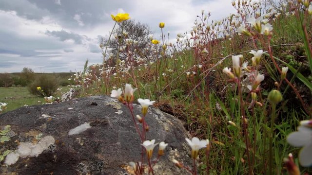 Detalle de flores silvestres de color blanco ( Saxifraga ) y amarillo ( Ranunculus ) meciendose con el viento, en un pedregal, en la pradera, en primavera
