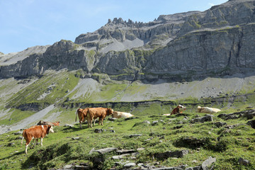Swiss Alps Scenery with Cows Herd