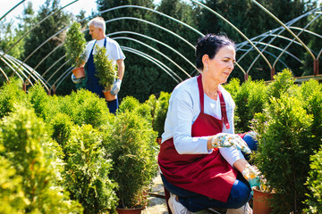 Gardening. Senior workers at plant nursery garden examine plants