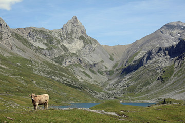 Obraz premium Swiss Alps scenery with lake and cow