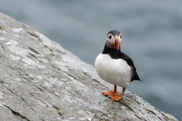 Papageitaucher auf der Insel Skellig Michael vor Irlands K&uuml;ste