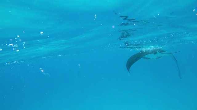 ein sehr gro&szlig;er Mantarochen schwimmt dicht unter der Wasseroberfl&auml;che