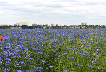 View over a meadow with cornflowers [Centaurea cyanus] and poppy [Papaver rhoeas] to a suburb of Berlin, Germany