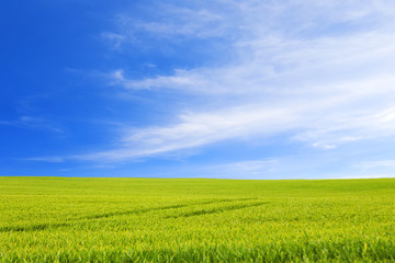 Green meadow under clear sky