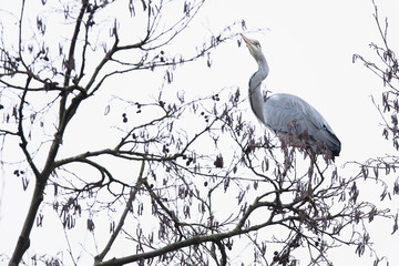 Grey heron (Ardea cinerea) perched on branch high up tree.