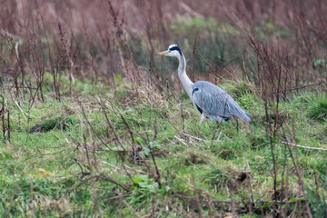 Alert grey heron (Ardea cinerea) in field with tall bushes.
