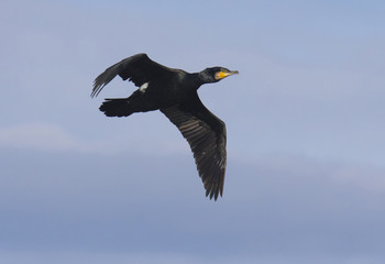 Fototapeta na wymiar Great Cormorant (Phalacrocorax carbo)