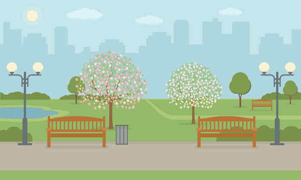 City park with benchs, lawn and blooming trees. Spring landscape background. Vector illustration. 
