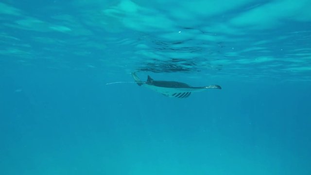 ein sehr gro&szlig;er Mantarochen schwimmt dicht unter der Wasseroberfl&auml;che