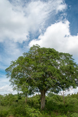 Obraz premium Einsamer Baum und Wolkenhimmel