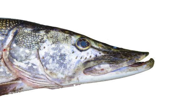 Pike's head on a white background