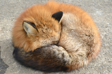 眠るキツネ
