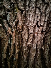 Bark texture 