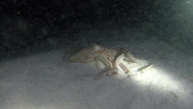 ein kleiner Tintenfisch kriecht &uuml;ber den Meeresboden und verschwindet dann in einem kleinen Loch