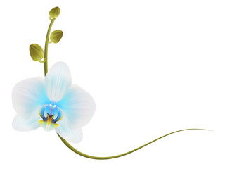 Realistic light blue orchid frame, corner.