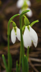 Beautiful snowdrop flowers closeup