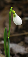 Obraz premium Beautiful snowdrop flower closeup