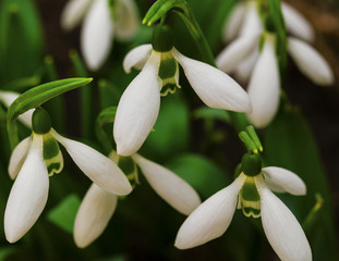 Beautiful snowdrop flowers closeup