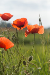 Fototapeta premium landscape, nature, green, meadow, field, poppy, red