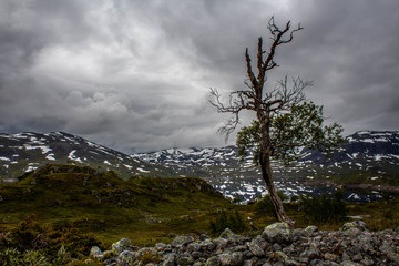 Obraz premium Baum in Norwegen