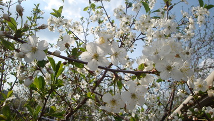 Spring.Cherry blossom
