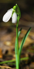 Fototapeta premium Beautiful snowdrop flower closeup