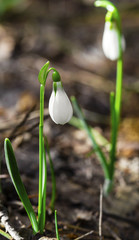 Beautiful snowdrop flowers closeup