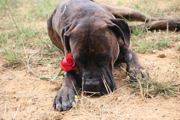 chien qui fait la saint valentin : cane corso amoureux