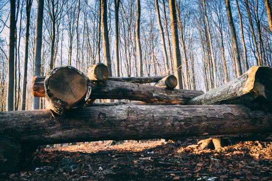 Pyramide en for&ecirc;t 3